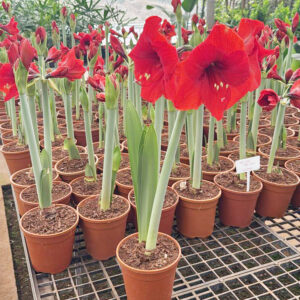Hippeastrum Striatum