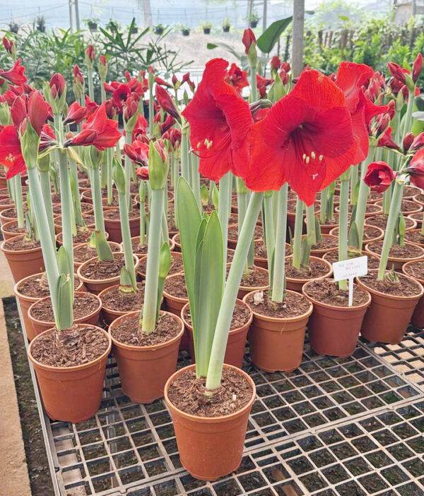 Hippeastrum Striatum